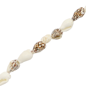 Perle Muschel Wellhornschnecke Mixed brown-white