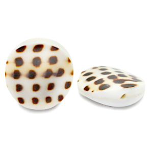 Perle Muschel 20mm White brown