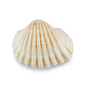 Anh&auml;nger Muschel Special Scallop Creamy white