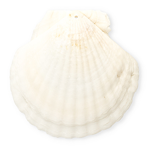 Anh&auml;nger Muschel Special Scallop White