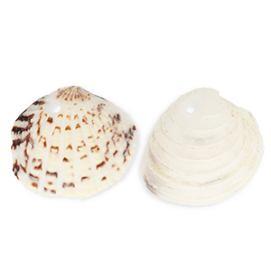 Anh&auml;nger Muschel Special Cockles Off white-brown
